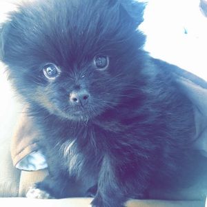 Meet your Posher, Vanna